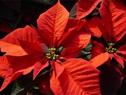 The Poinsetta flower comes from Mexican Christmas tradition. In Mexico it is known as the 'flor de noche buena'.