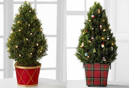 Rosemary is a green way to decorate. It is also the Herb of Remembrance. What a way to Remember Christmas!