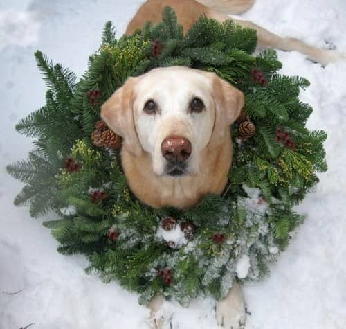 Those who consider their pets to be a part of their family can include them on their holiday cards too.