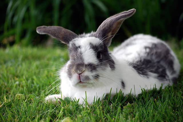 Rabbits are adorable, but they are living animals who deserve the best care. Research is required to make a good pet owner.