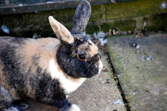 Rabbits live relatively long lives, similar to the life span of a large dog -- if they're properly cared for.
