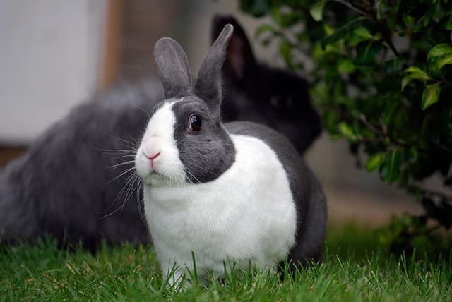 Bunnies need lots of space to roam and don't make good apartment pets because they need to be able to exercise.