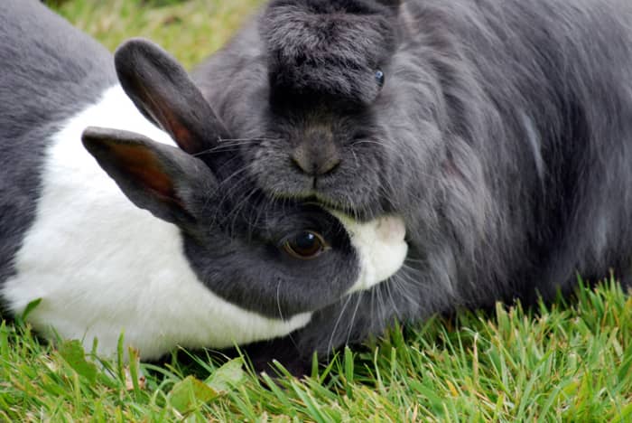 Bunnies do best in pairs, and must be neutered in order to do so. Neutering can be complex with rabbits, and this further complicates pet ownership for those wishing to obtain a rabbit or rabbits for Easter.