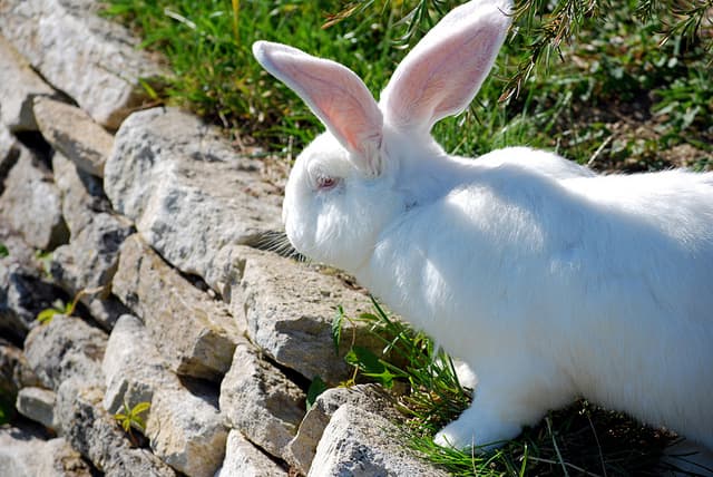 Rabbits may live into their teens. They aren't short-lived pets and require a serious commitment on the part of their owners. Like any pet, they are for life!