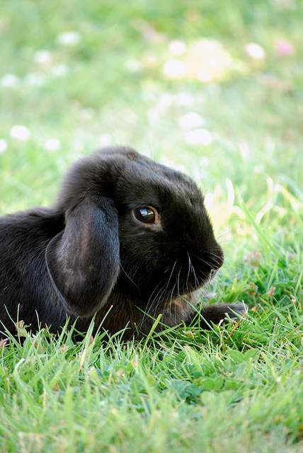 Litter boxes need to be changed, cages need to be cleaned and rabbits need to be fed, watered, and exercised.