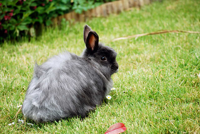 Top 8 Reasons Not To Give A Live Bunny For Easter - Holidappy