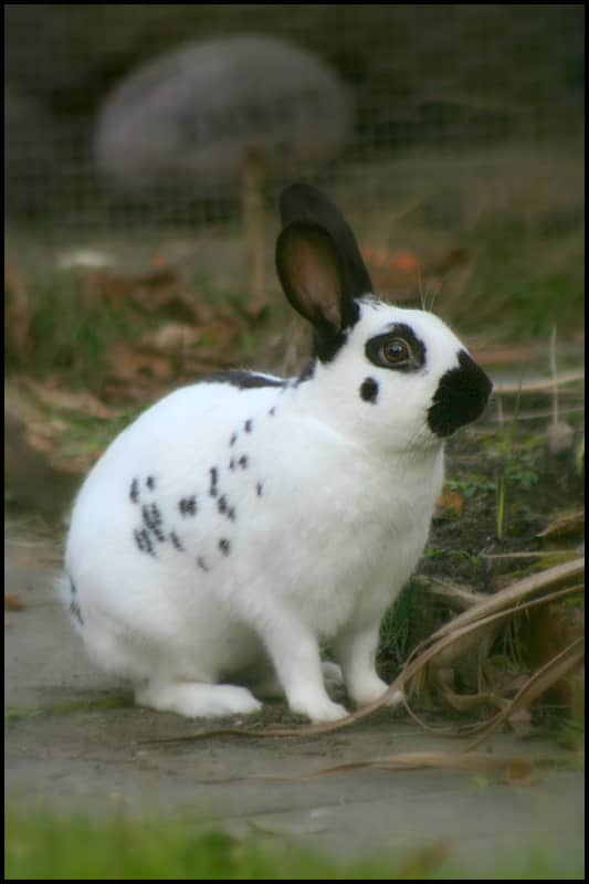 Rabbits are adorable and can make excellent pets, but their care may be complicated and owners need to do their research before purchasing an animal.