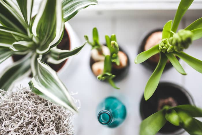If you get your girlfriend as houseplant a gift, choose one that helps to clean the air. Spider plants, aloe vera, weeping fig (ficus), and English ivy are good choices.