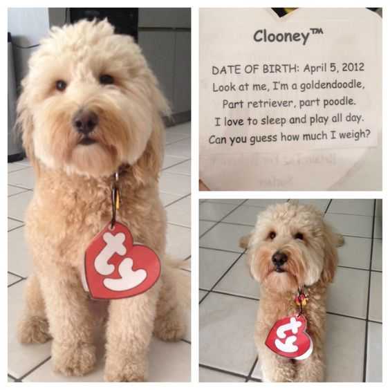 10 DIY Halloween Dog Costumes That Won’t Drive Them Crazy Holidappy