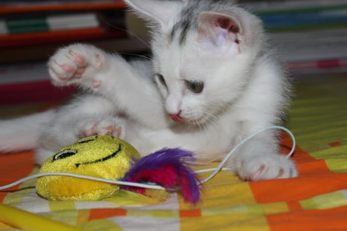 When you don''t know what kind of gift to get for someone who loves animals, get them a present they can share with their pets!