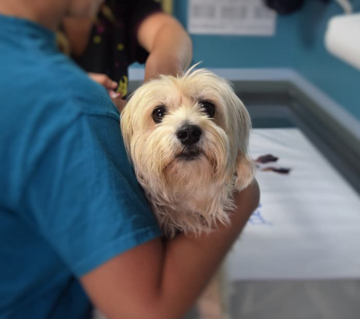 Each year, hundreds of sick, injured and abandoned animals end up in animal shelters needing complex veterinary care.
