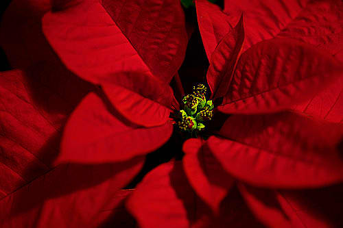 What's December without poinsettias? Poinsettia flowers are not at all large and showy; they're tiny, in the center of those specialized red leaves.