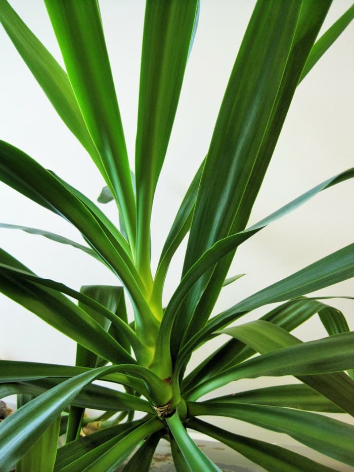 If your friend doesn't have a green thumb, make sure to include care instructions for each plant species in your pot.