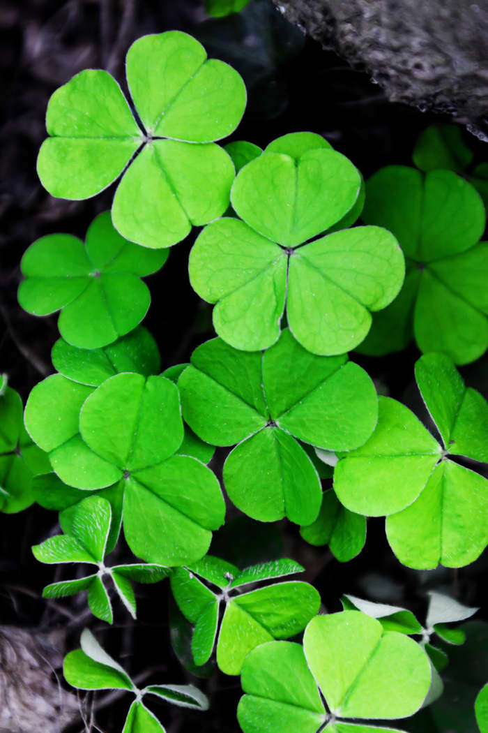 St. Patrick used the shamrock to teach the holy trinity. Some view the meaning of the shamrock as faith, love, and hope.
