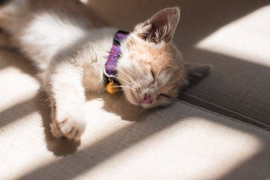 It is important for both cats and dogs to wear collars with ID tags, as well as to be microchipped.