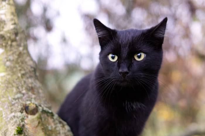 Why You Should Celebrate Black Cat Appreciation Day on August 17th ...