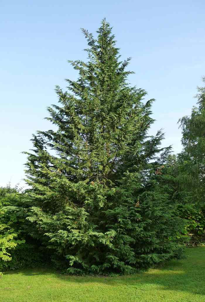 The Best Christmas Trees (From Fraser Fir to Leyland Cypress) Holidappy