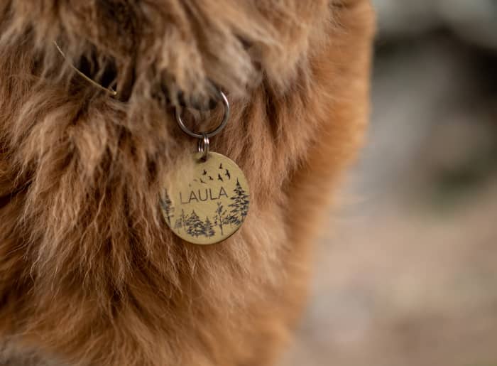 Make sure your pet has an ID tag on his collar with your updated contact information.