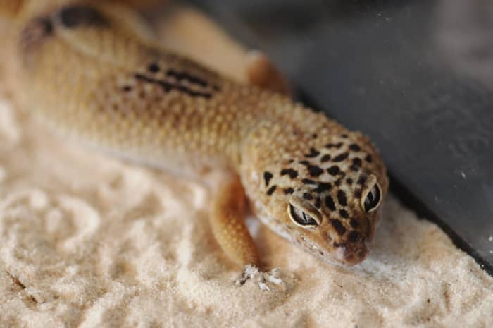 Eye Problems In Leopard Geckos Diagnosis Treatment And Prevention Hubpages