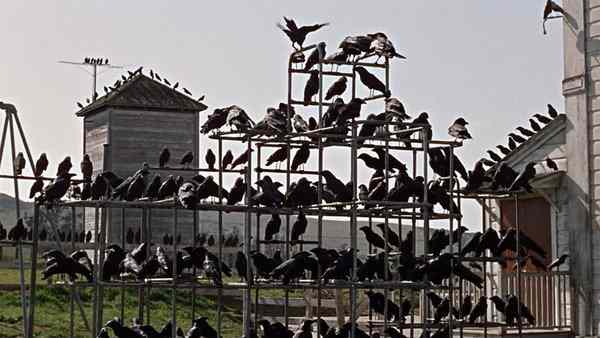 the-birds-1963-film-review