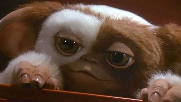 Gizmo is the star of the film, easily winning you over with his cute appearance and exceptional puppetry. Where can I get one?