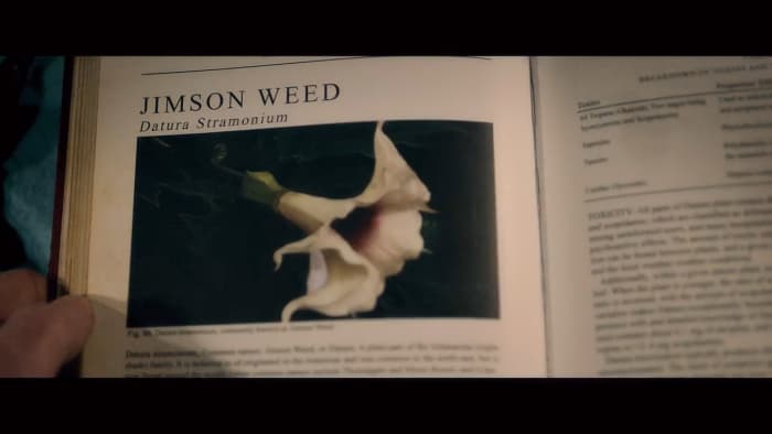 A little investigating leads Tommy to a flower, Jimson Weed, during his evaluation in 'The Autopsy of Jane Doe' (2016).