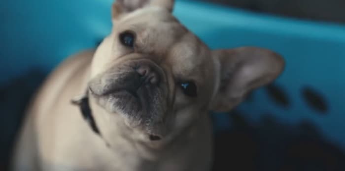 The dog in 'John Wick' lasted longer than him... honestly, the fact that the dog is shot for no reason kind of irritates me the more I think about it.