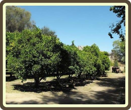 Small orange grove maintained by the city. An old farmhouse, barn, windmill, and farm equipment is located here at Wheeler and Via de Mansion.