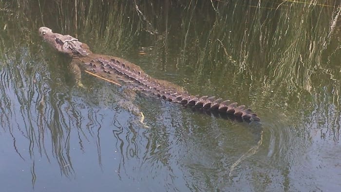 The Black River Safari Tour is an educational Jamaican family attraction where kids can learn about crocodile habitats.