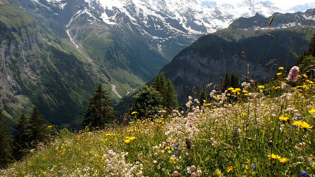 Alpine Meadow Flowers—Switzerland