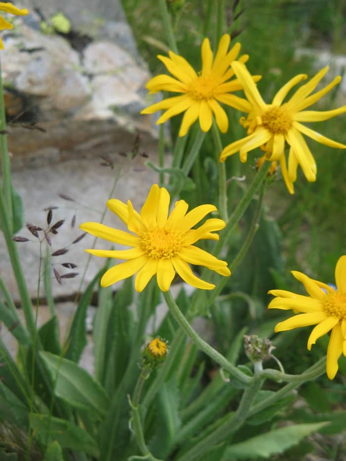 Chamois Ragwort—Sunny yellow mountain flower