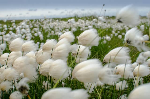 Scheuchzer's Cotton Sedge