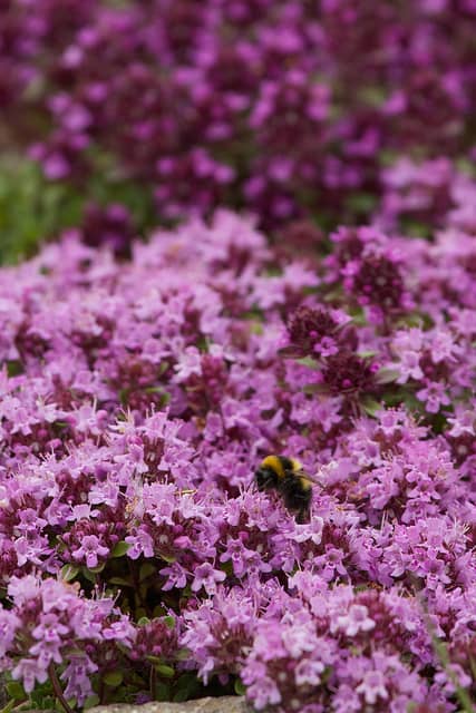 Purple Saxifrage—Swiss mountain flowers with tiny pink blooms