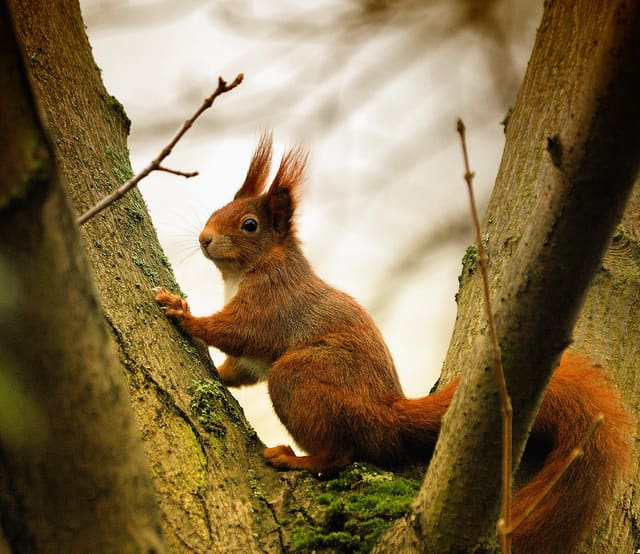 10 Animals in the Alps of Europe - WanderWisdom