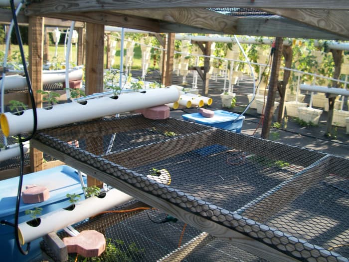 Another of Kevin's bright ideas -- bunk beds to grow melons. The seedlings are set in their pipe grower, and now all they need is heat.