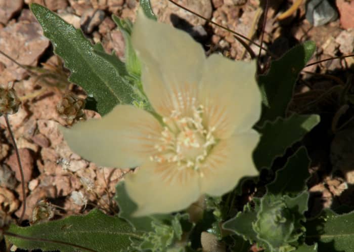 Ghost flower. This translucent flower can cover a stony bank, but will easily blend into the background if you aren't looking for it.