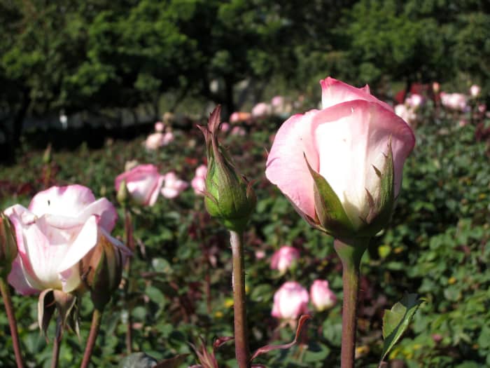The Exposition Park Rose Garden is a popular setting for weddings.