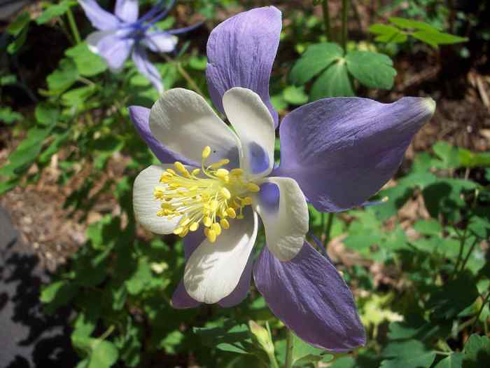 Close-up of a columbine flower—the Colorado state flower.