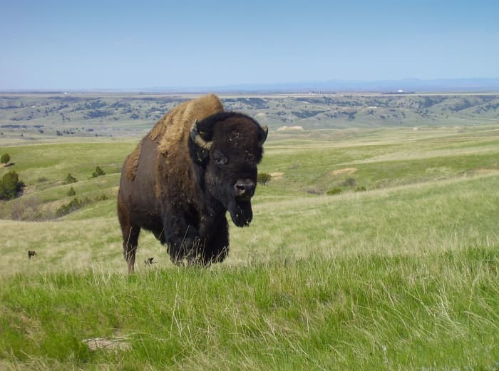 Bison are majestic creatures capable of seriously injuring or even killing you. For your safety, do not approach them.