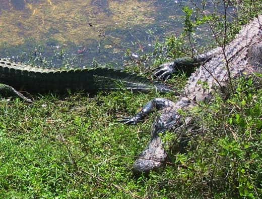 No American city is named Alligator, but just a little north of where these reptiles live, there's a town with a great name: Yeehaw Junction, Florida.