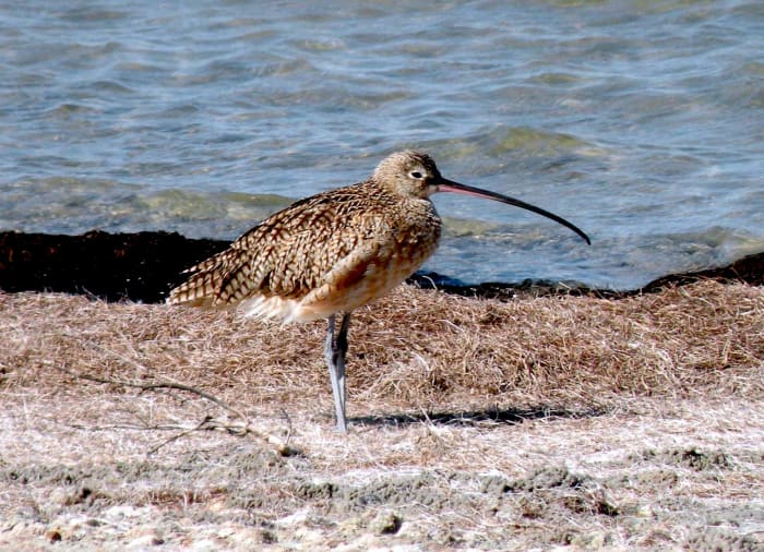 Padre Island National Seashore: RVing and Birding on the Texas Gulf ...