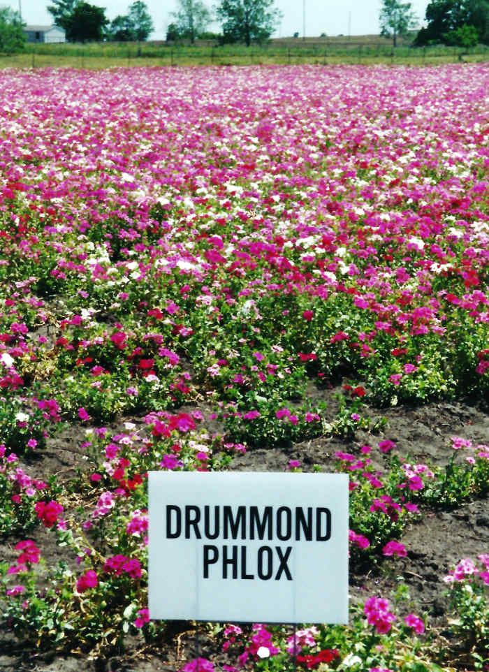Wildseed Farms Fields of Wildflowers in Fredericksburg, Texas