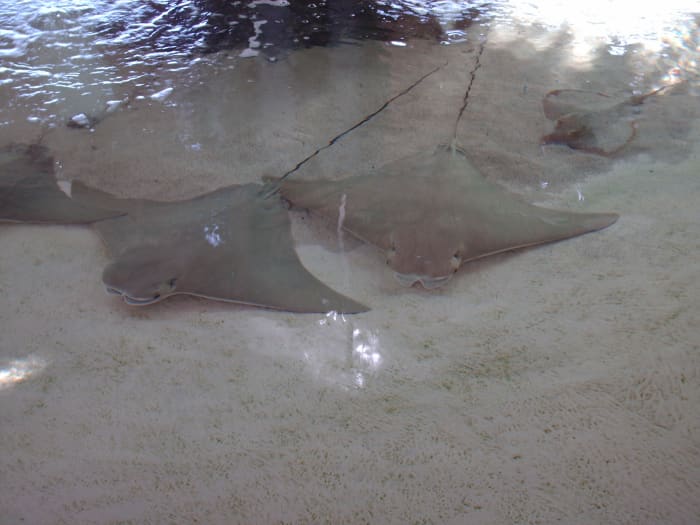 Rays in the touch tank at Mote Marine Aquarium.
