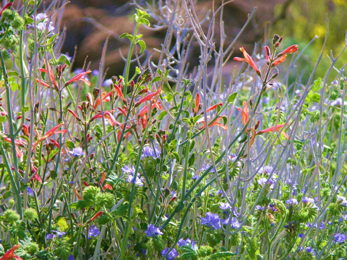 Desert wildflowers justicia californicum and phacelia tanacetifolia.