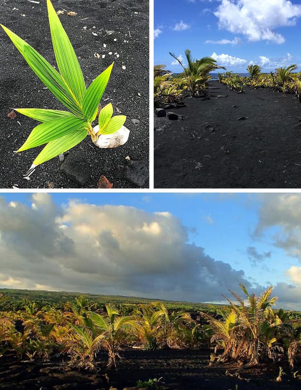 Clockwise from top left: young coconut tree; trail leading to the beach; new coconut groves planted by local residents.