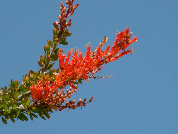 An Ocotillo Cactus will show its beautiful red blooms a week or two after a rain. Hummingbirds will soon be here to feed on them.