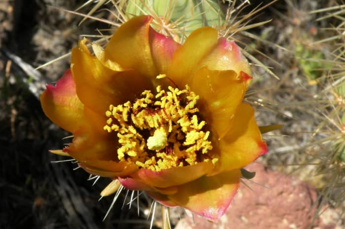 The flowers of the staghorn cactus were sometimes to hidden by branches of the cactus, but I found a few blooms by looking carefully.