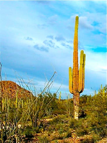 Cacti of the Southwest (Photographs) - WanderWisdom