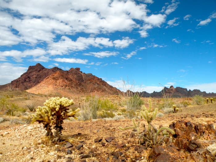 Teddy Bear Chollas look fuzzy and harmless, but don't be fooled! Their thorns will stick fast even pierce your sneakers!