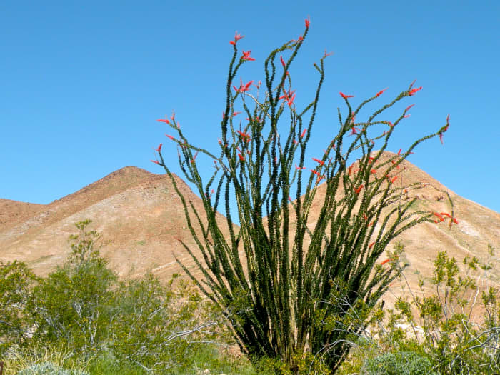 The Ocotillo sprouts leaves on its gray branches four or five days after rain and will bloom a few weeks later with feathery red blossoms that hummingbirds love.